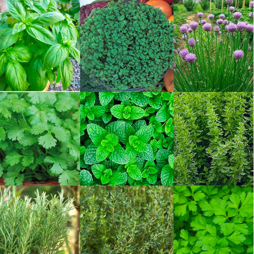 The importance of including Green Herbs in our diet for healthy glowy skin 